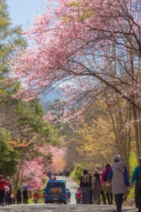 武陵農場波浪道